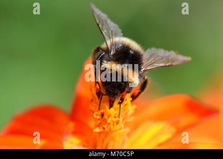 Plan Macro sur un bourdon tricheuse une orange fleur coreopsis Banque D'Images