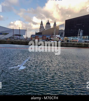 Liverpool, Royaume-Uni - 11 Février 2018 : Mouette volant bas au Liverpool Docks, Port de Liverpool, n° sur un après-midi d'hiver froid Banque D'Images