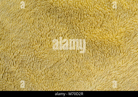 La fausse fourrure background close-up. Fourrure artificielle avec fond blanc à poils courts Banque D'Images