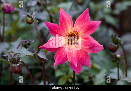 Dahlia 'Twynings Revel' dans le jardin. Banque D'Images