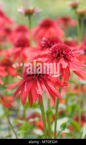 Echinacea 'excentrique' fleurs. Banque D'Images