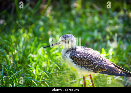 Cavaliere d'Italia bird Banque D'Images