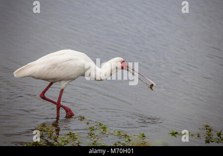 Une spatule d'Afrique Platalea alba,, avec un poisson dans sa loi spatulé, au bord d'une piscine dans la région de Lower Sabie, Afrique du Sud, Kruger NP. Banque D'Images