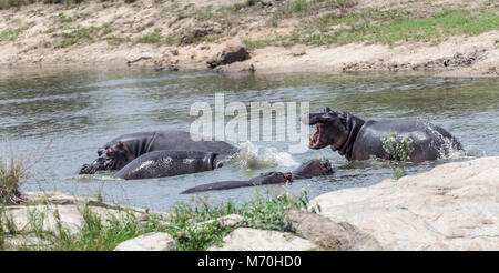Hippopotame, Hippopotamus amphibius, Kruger NP, South Africa Banque D'Images