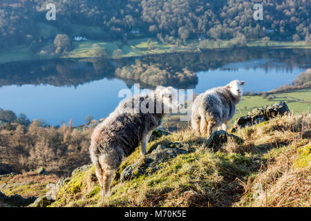 Moutons Herdwick sur Knoll à côté de Grasmere, Parc National de Lake District, Angleterre Banque D'Images