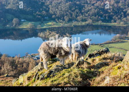 Moutons Herdwick sur Knoll à côté de Grasmere, Parc National de Lake District, Angleterre Banque D'Images
