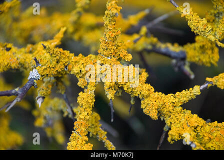 Lichen Orange commun aussi appelé solarisation ou mal de lichen trouvés sur les murs, les arbres dans les zones côtières. Banque D'Images