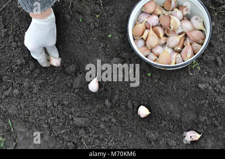 La main de l'agriculteur l'ail plantation dans le potager,voir directement au-dessus Banque D'Images