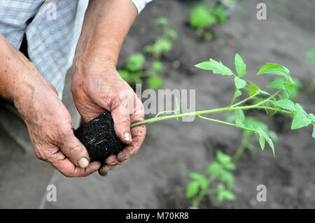 Gardener's hands holding a tomato seedling avant la plantation dans le potager Banque D'Images