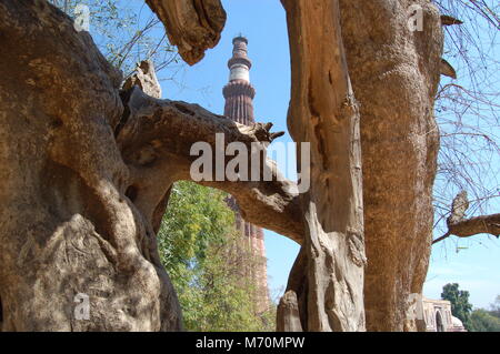 Qutub Minar minaret vu par arbre, Delhi, Inde Banque D'Images