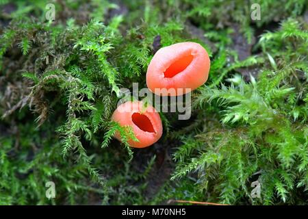 L'elfcup écarlate Sarcoscypha austriaca, Banque D'Images