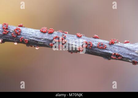 Nectria cinnabarina, spot corail Banque D'Images