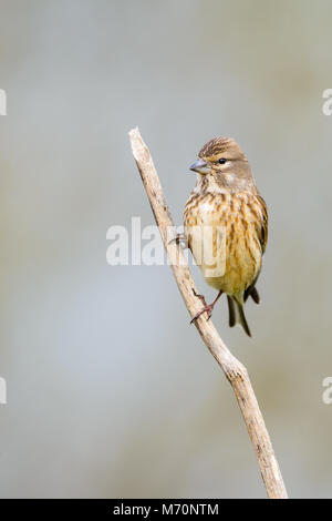 Portrait féminin de Carduelis cannabina ou pardillo comun Banque D'Images