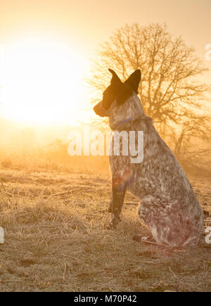 Spotted dog noir et blanc à la recherche dans un lever de soleil brumeux sur un froid matin d'hiver Banque D'Images