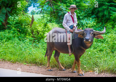 Fermier birman équitation buffalo dans l'état Shan au Myanmar Banque D'Images