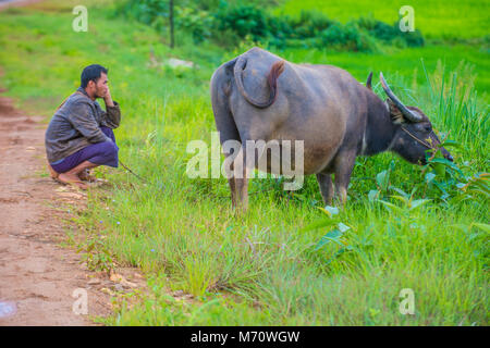 Berger birman dans un pâturage avec un Buffalo dans l'état Shan au Myanmar Banque D'Images