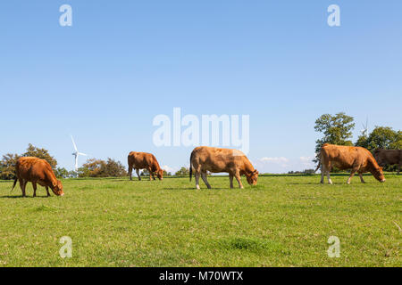 Troupeau de vaches de boucherie Limousin brun, le pâturage du bétail en face des éoliennes fournissant de l'électricité renouvelable à partir de l'agriculture et de l'industrie de l'énergie cinétique Banque D'Images