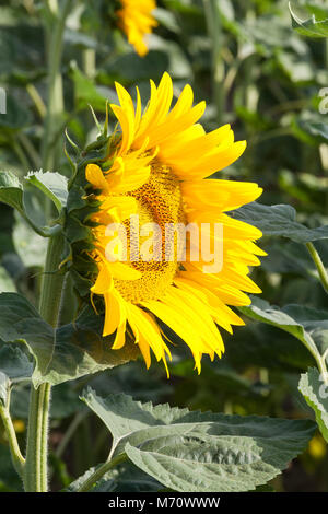 Seul le jaune vif ou de tournesol Helianthus annuus dans la lumière du matin, montrant le détail des fleurons et le pollen vers les feuilles vertes ci-dessous. Banque D'Images