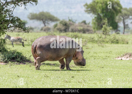 Hippopotame (Hippopotamus amphibius) marche à travers la savane au soleil, Grumeti Game Reserve, Tanzanie Banque D'Images