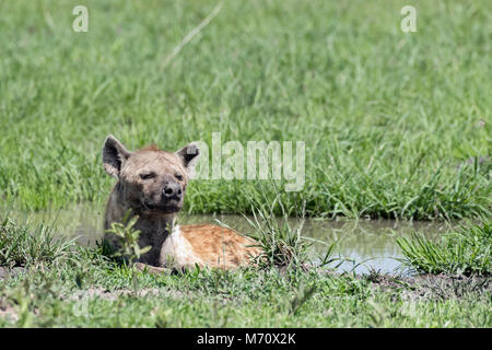 L'Hyène tachetée (Crocuta crocuta) couché dans une flaque s'attachant à éviter les mouches, Grumeti Game Reserve, Serengeti, Tanzanie Banque D'Images