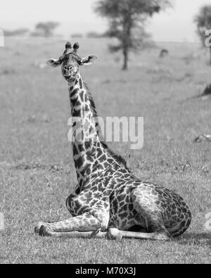 Bébé girafe Masaï avec tick oiseau sur leg BW, Grumeti Game Reserve, Serengeti, Tanzanie Banque D'Images