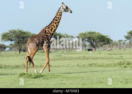 Girafe Masai avec les autruches mâles et femelles, Grumeti Game Reserve, Serengeti, Tanzanie Banque D'Images