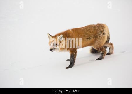 01871-02913 Red Fox (Vulpes vulpes) au cap Churchill, Parc National de Wapusk, Churchill, MB Banque D'Images