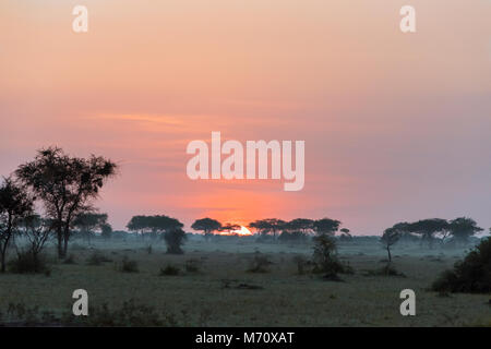 Lever du soleil sur la savane avec weaver nids d'oiseau dans les arbres d'acacia, Grumeti Game Reserve, Serengeti, Tanzanie Banque D'Images