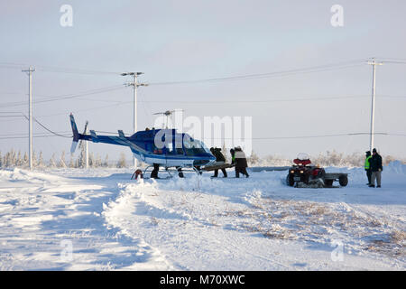 01874-11720 l'ours polaire (Ursus maritimus) prépare à des biologistes de l'ours polaire de transport aérien composé d'Ours, Churchill MO Banque D'Images