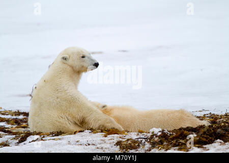 01874-12506 l'ours polaire (Ursus maritimus) Soins infirmiers mère cub, Churchill Wildlife Management Area, Churchill, MB Canada Banque D'Images