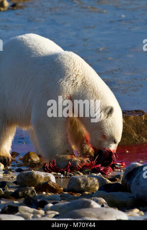 01874-12809 l'ours polaire (Ursus maritimus) manger le phoque annelé (Phoca hispida) en hiver, l'aire de gestion de la faune de Churchill, Churchill, MB Canada Banque D'Images