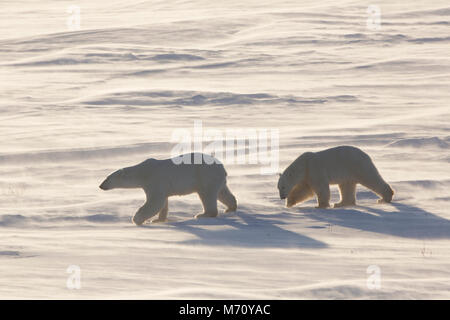 01874-14216 l'ours polaire (Ursus maritimus) dans le parc national Wapusk cap Churchill Churchill, MB, Canada Banque D'Images