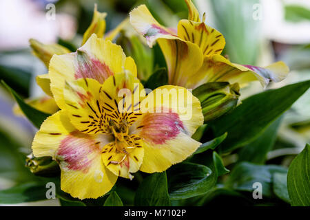 Rhododendron jaune ou jaune de fleurs d'azalées en fleurs. Banque D'Images