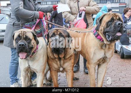 Birmingham, UK. Mar 8, 2018. Le premier jour de Crufts, la plus grande et la plus célèbre dog show dans le monde, les chiens et leurs propriétaires arrivent à la NEC, Birmingham. Crédit : Peter Lopeman/Alamy Live News Banque D'Images