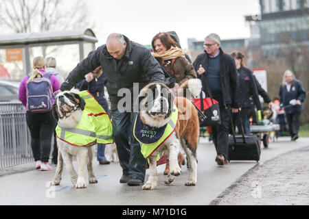 Birmingham, UK. Mar 8, 2018. Le premier jour de Crufts, la plus grande et la plus célèbre dog show dans le monde, les chiens et leurs propriétaires arrivent à la NEC, Birmingham. Crédit : Peter Lopeman/Alamy Live News Banque D'Images