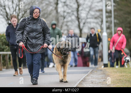 Birmingham, UK. Mar 8, 2018. Le premier jour de Crufts, la plus grande et la plus célèbre dog show dans le monde, les chiens et leurs propriétaires arrivent à la NEC, Birmingham. Crédit : Peter Lopeman/Alamy Live News Banque D'Images