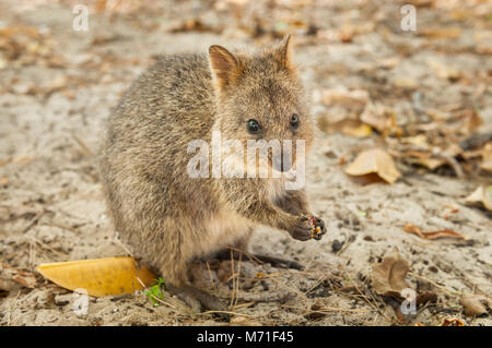 Quokka sur l'île Rottnest se nourrissant de graines. Banque D'Images