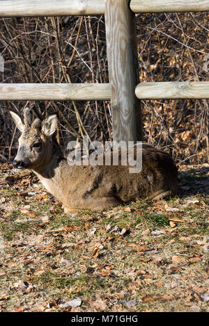 Un jeune Buck re cher assis profitant du soleil d'hiver dans un jardin à Morzine Haute Savoie Portes du Soleil France Banque D'Images