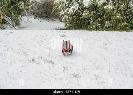 Le diesel bouledogue français enveloppé dans la neige à partir de la bête de l'Est Banque D'Images