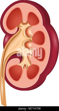 Coupe anatomique du rein - organe humain dans la section Illustration de Vecteur