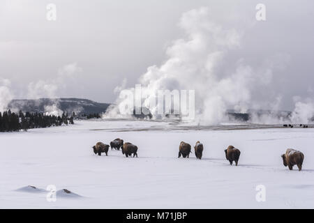 Un petit troupeau de bisons col stride geyser fumant des piscines. Banque D'Images