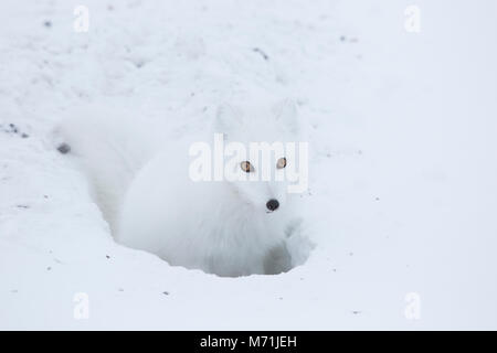 01863-01709 Le renard arctique (Alopex lagopus) à une cache pour la nourriture, le cap Churchill, Parc National de Wapusk, Churchill, MB Canada Banque D'Images