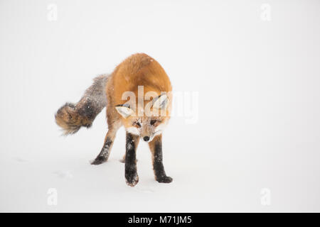 01871-02914 Red Fox (Vulpes vulpes) au cap Churchill, Parc National de Wapusk, Churchill, MB Banque D'Images