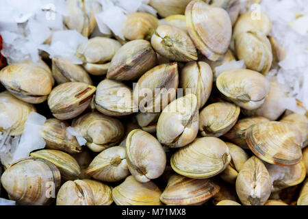 L'océan Atlantique les moules fraîchement pêché au marché aux poissons. Marché de fruits de mer frais dans la cuisine régionale, santé naturelle de la nourriture et l'abondance concept Banque D'Images