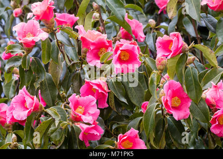 Fleurs de la camellia hybride, Camellia x williamsii 'Mary chrétien" à la fin de l'hiver Banque D'Images