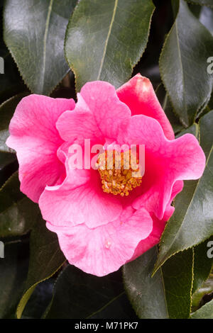 Seule fleur du camellia hybride, Camellia x williamsii 'Mary chrétien" à la fin de l'hiver Banque D'Images