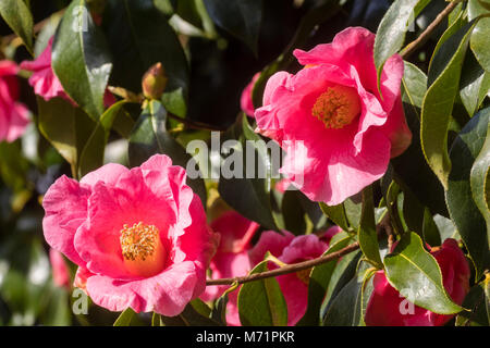 Fleurs de la camellia hybride, Camellia x williamsii 'Mary chrétien" à la fin de l'hiver Banque D'Images