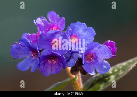 Fleurs bleu rose centré de la plante vivace à fleurs de printemps, Pulmonaria 'Weetwood Blue' Banque D'Images