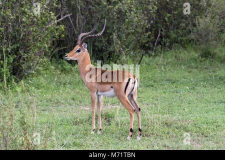 Homme seul impala couverte de mouches, Grumeti Game Reserve, Serengeti, Tanzanie Banque D'Images