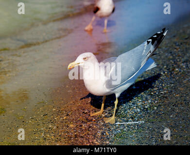 Belle mouette par la mer photographié close-up Banque D'Images